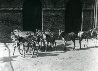 En lille flok Chapmans Zebra i London Zoo i 1924