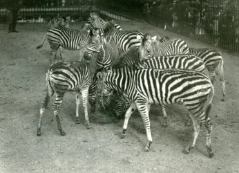 En lille flok Chapmans Zebra, inklusive unge, London Zoo i 1923
