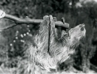 Et to-tået dovendyr hængende på en afskåret gren, som holdes af en dyrepasseren, London Zoo, september 1925