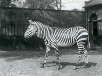 En sårbar Hartman-zebra står i sin indhegning i London Zoo