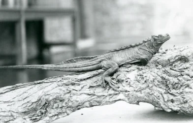 En sårbar sejlfinneøkse hviler på en træstamme i London Zoo i 1928 (s/h-foto)