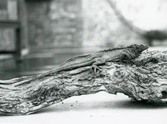 En sårbar Sailfin Lizard hviler på en træstamme i London Zoo i 1928 (s/h foto)