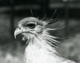 En sårbar Secretary Bird eller Secretarybird i London Zoo i 1928 (s/h foto)
