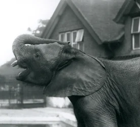 En ung afrikansk elefant med snablen løftet op på panden, London Zoo, august 1925
