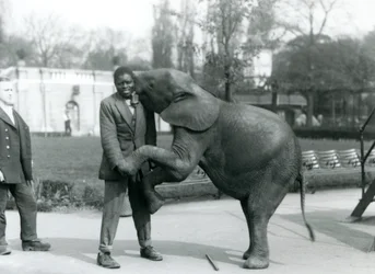 En ung afrikansk pygmæelefant står på bagbenene for at omfavne sin afrikanske træner, mens målmanden ser på, London Zoo, juli 1925
