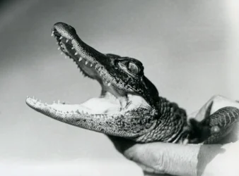 En ung alligator holdt om halsen af sin dyrepasser, London Zoo, august 1928