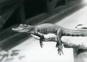 En ung Alligator holdt i hånden på sin keeper, London Zoo