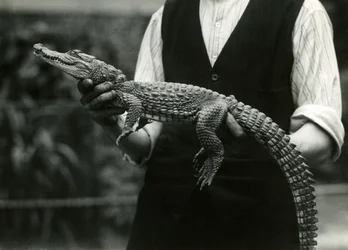 En ung amerikansk alligator holdt af sin keeper, London Zoo, 1924