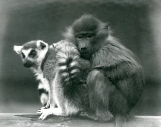 En ung bavian putter sig ind til en ringhalet lemur på en bjælke, London Zoo, 1925