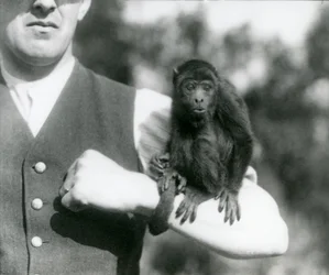 En ung Black Howler Monkey sidder på en mands arm med dens gribende hale viklet om sit håndled, London Zoo, 1923 (bw foto)