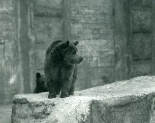 En ung brun bjørn i London Zoo, juni 1914