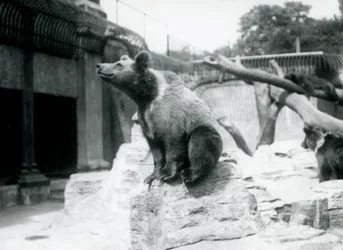 En ung brunbjørn sidder på en sten i forgrunden, mens en anden går bagved, og en tredje sover på en gren, London Zoo, august 1913