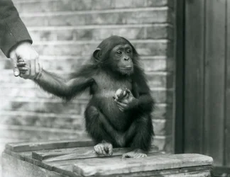 En ung chimpanse, der holder hånden på en vogter, mens han sidder på en trækasse, London Zoo, juni 1926