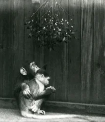 En ung chimpanse lægger sin arm om en Mangabey under mistelten i London Zoo i december 1924