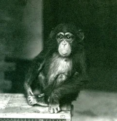 En ung chimpanse sidder på en trækasse i London Zoo i 1924