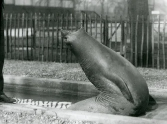 En ung søelefant når bagud, London Zoo