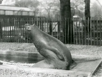 En ung elefantsæl rækker baglæns, London Zoo