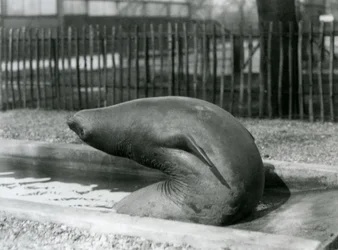 En ung elefantsæl rækker baglæns, London Zoo