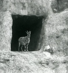 En ung græsk stenbuk stående i indgangen til hulen i de kunstige klipper på Mappin Terraces, London Zoo, august 1927