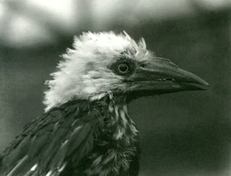En ung næsehornsfugl i London Zoo, 1924