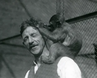En ung abe, der plejer Flewins hår, London Zoo 1928 (s/h-foto)