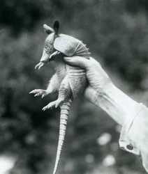 En ung ni-båndet bæltedyrNi-båndet langnæset bæltedyr holdt op i en målmands hånd, London Zoo, august 1926