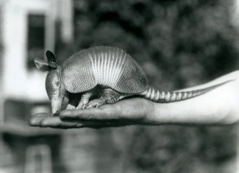 En ung ni-båndet bæltedyr eller ni-båndet langnæset bæltedyr hvilende på en åben håndflade, London Zoo, august 1926
