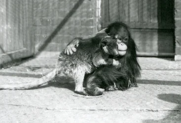 En ung orangutang krammer en trækænguru i London Zoo i 1927 (s/h-billede)