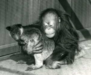 En ung orangutang krammer en trækænguru i London Zoo i 1927