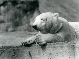 En ung isbjørn hviler på en betonkant i London Zoo i 1927