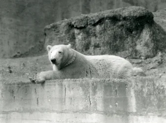 En ung isbjørn hviler på en klippeafsats i sin indhegning i London Zoo i 1927