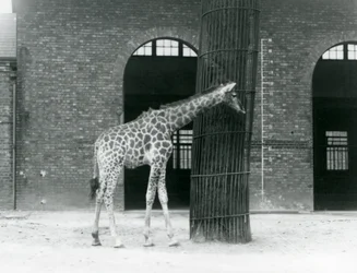En ung hun-giraf står foran et træ i folden ved siden af girafhuset i London Zoo