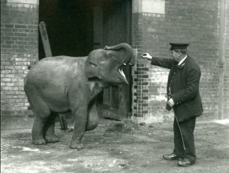 En ung kvindelig indisk elefant med Keeper H. Robertson, London Zoo, 22. februar 1922