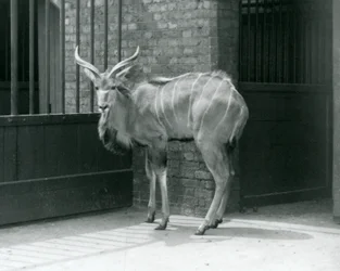 En ung mandlig Greater Kudu stående i sit indhegning i London Zoo i 1929 (s/h foto)