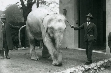 AlbinoWhite Burmese Elephant Pawah med ledsagere, herunder Dr. Saw Po Min, London Zoo, maj 1926