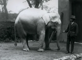 AlbinoWhite Elephant Pawah med Dr. Saw Po Min, London Zoo, maj 1926