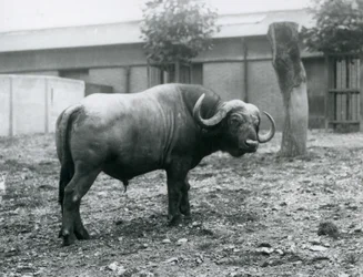 En afrikansk bøffel, eller Cape Buffalo, stående i sin fold i London Zoo, 1927