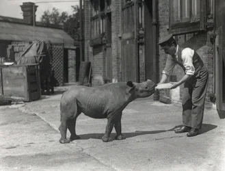 Et afrikansk næsehorn, Kathlene, og målmanden Harry Warryck i ZSL London Zoo, september 1928