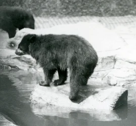 En brillebjørn fra Andesbjergene balancerer på en træstamme i en vandpøl, London Zoo, juni 1925