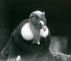 En andinsk kondor i London Zoo i 1926