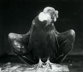 En Andeskondor hviler på en bjælke, London Zoo, 1925