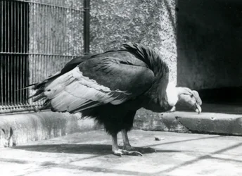 En Andesgrib stående på gulvet i sin indhegning i London Zoo i juli 1925