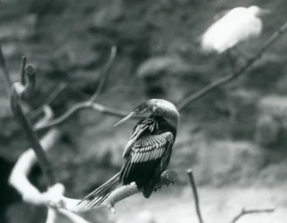 En AnhingaAmerican DarterSlangefuglVandkalkun sidder på en gren i London Zoo i september 1927