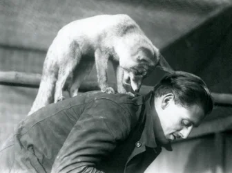 En arabisk rødræv kigger over skulderen på målmand F. Shelley, mens han står på ryggen, mens han bøjer sig, London Zoo, 1925