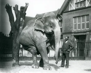 En asiatisk elefant, der klør sig mod et dødt træ, mens den balancerer på tre ben, med sin træner, Syed Ali, kigger på, London Zoo
