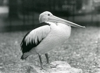 En australsk pelikan stående på en sten i London Zoo i 1929