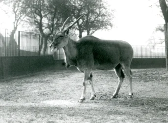 En eland på sin fold i London Zoo i juni 1925