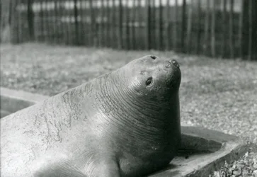 En elefantsæl hviler i sin pool i London Zoo i 1930 (s/h-billede)