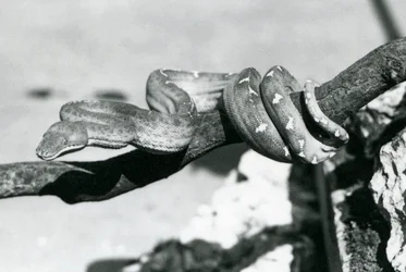 En smaragdtræ-boa med sin krop snoet langs en gren, London Zoo, oktober 1928 (s/h-foto)