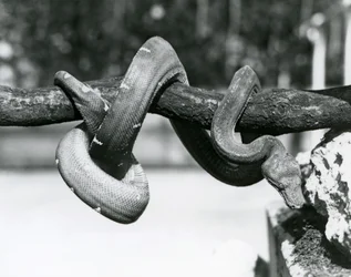 En smaragdtræ-boa med sin krop snoet langs en vandret gren og kigger ned mod jorden, London Zoo, oktober 1928 (s/h-foto)